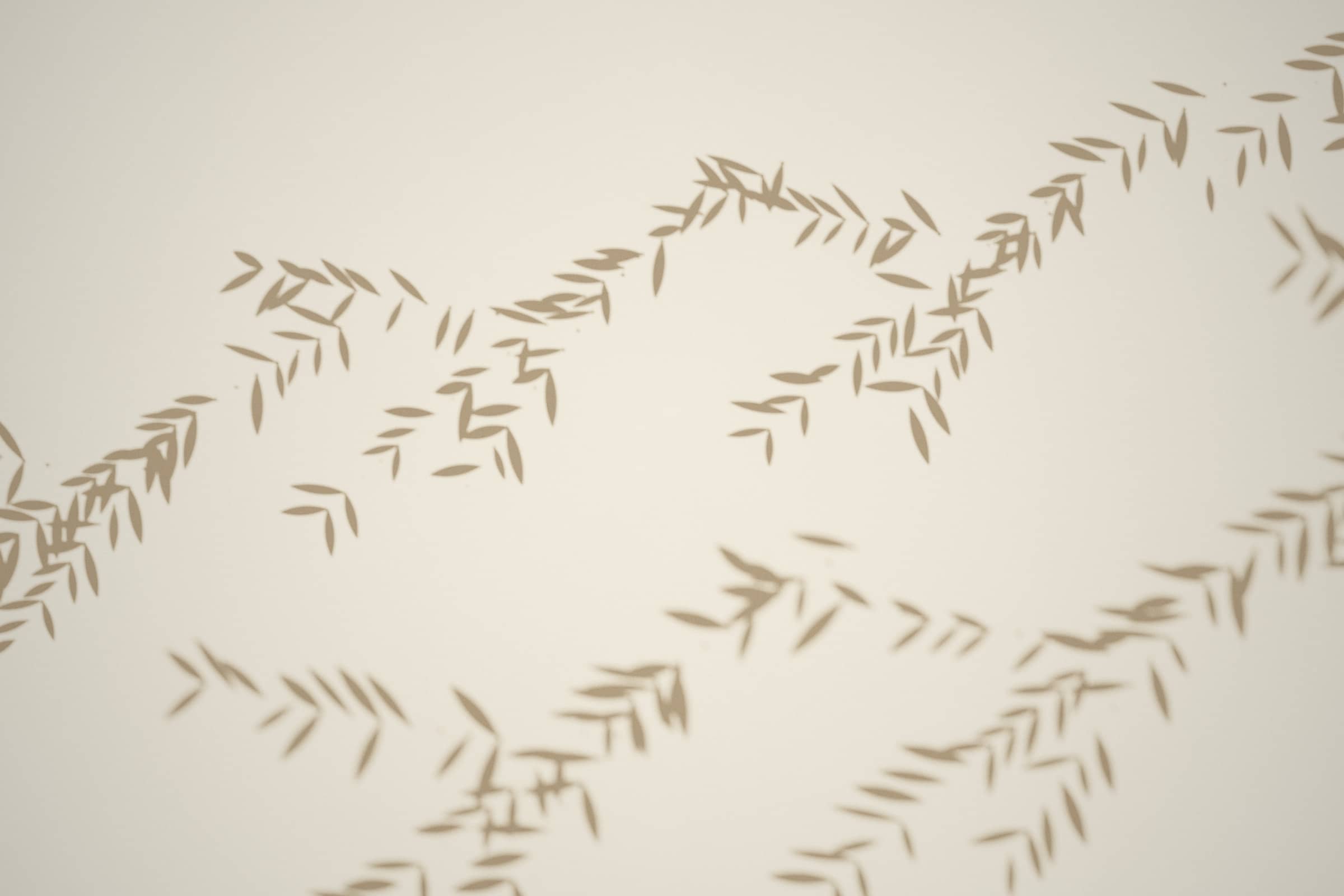 Étude de lumière : ombre portée d’une branche d’olivier sur un enduit à la chaux (visuel conceptuel).