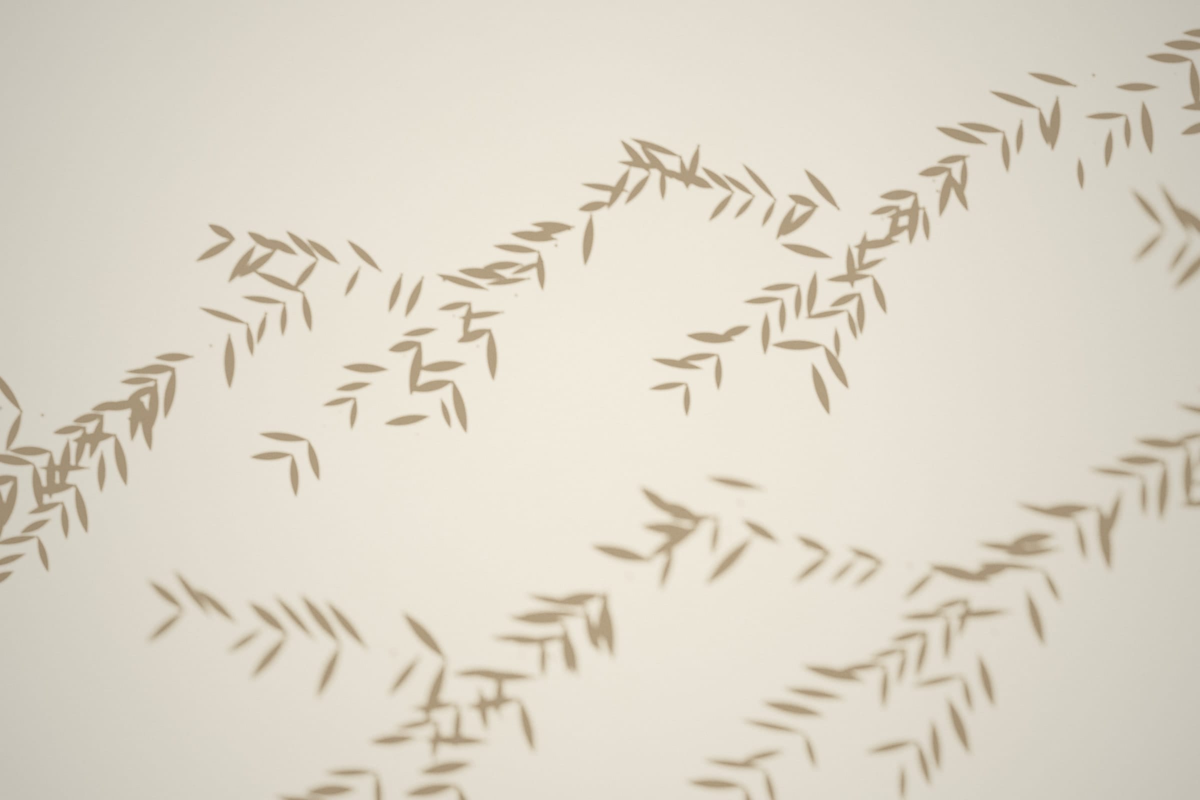 Étude de lumière : ombre portée d’une branche d’olivier sur un enduit à la chaux (visuel conceptuel).
